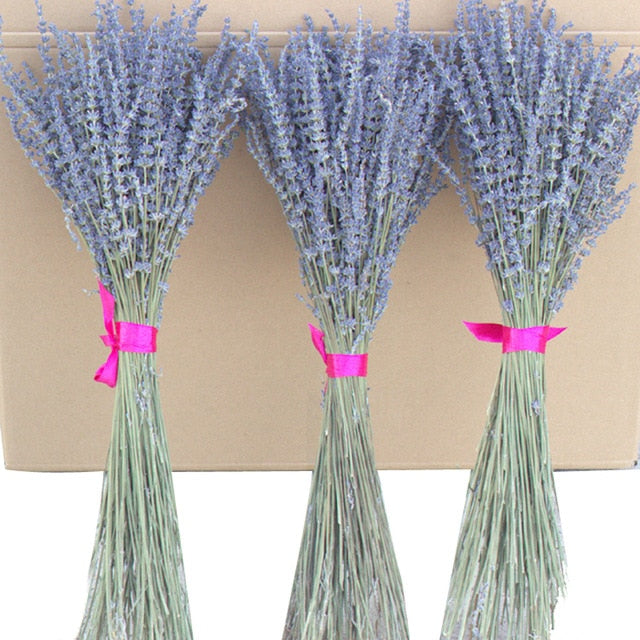 Floral Collection - Lavender